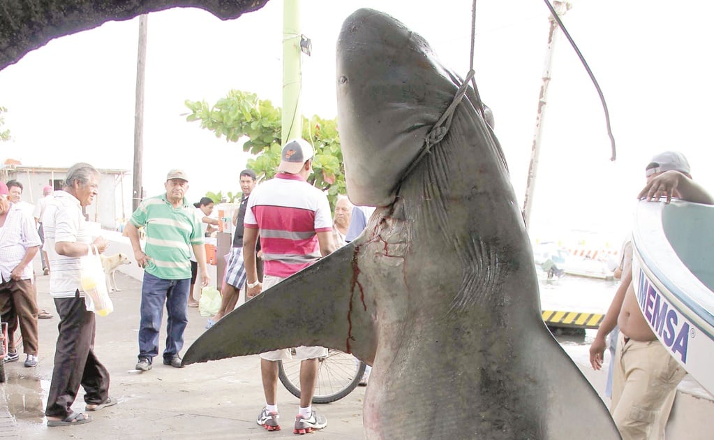 Suben sanciones contra pesca ilegal de tiburón