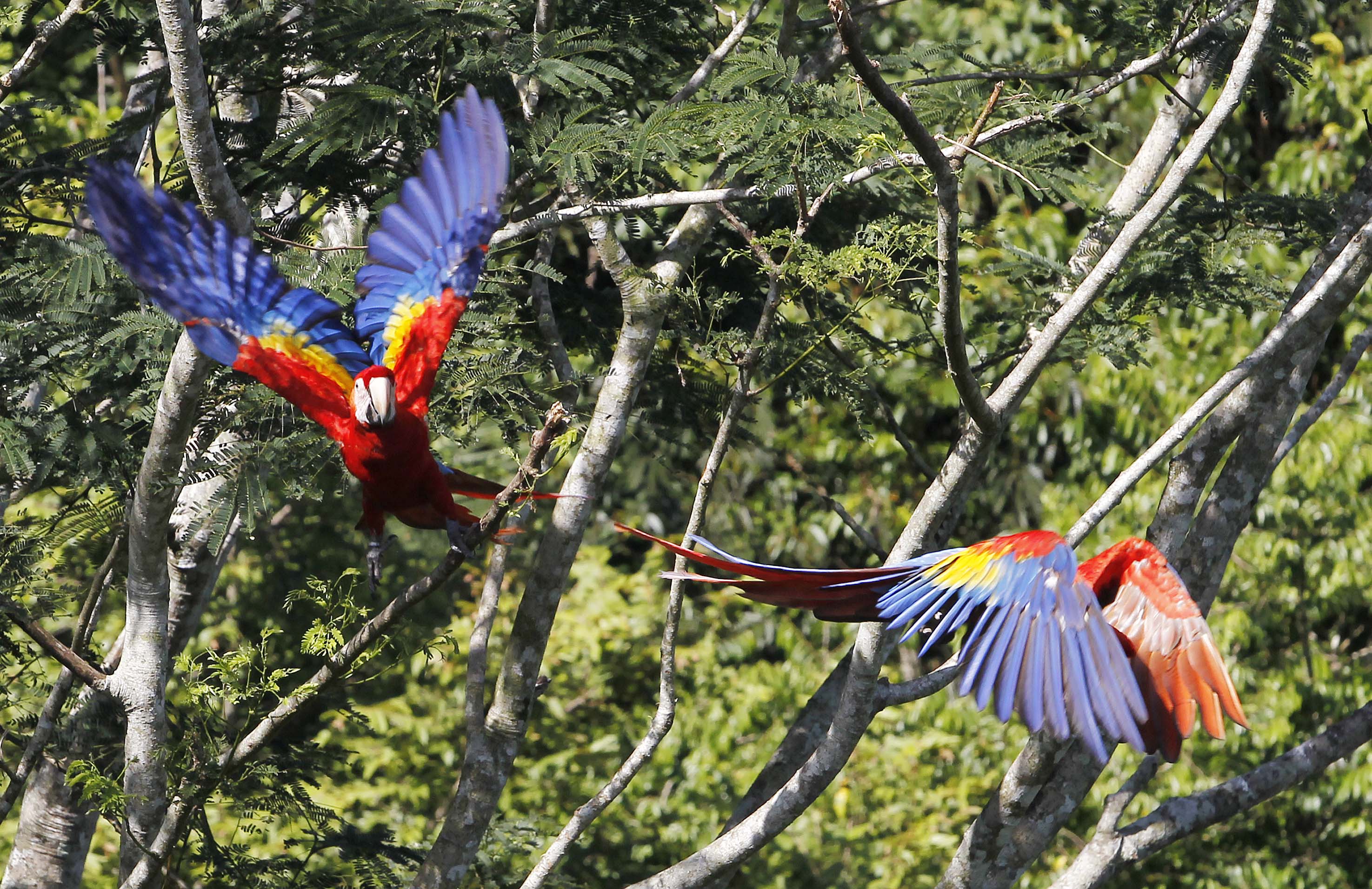 Disminuye 24% el tráfico ilegal de loros, guacamayas y pericos