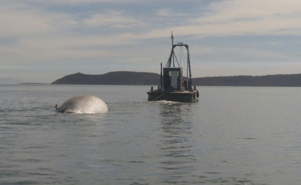 Profepa reporta muerte de ballena atacada por orcas en Sonora
