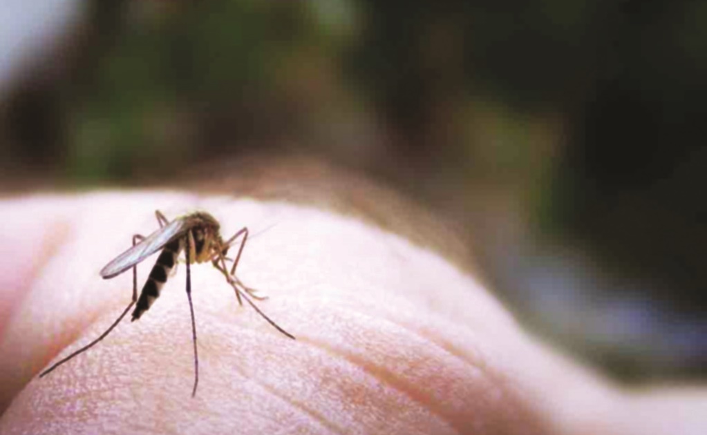 Edomex refuerza acciones contra virus del zika