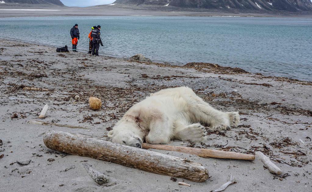 Matan a oso polar que atacó a guía de turistas en Noruega