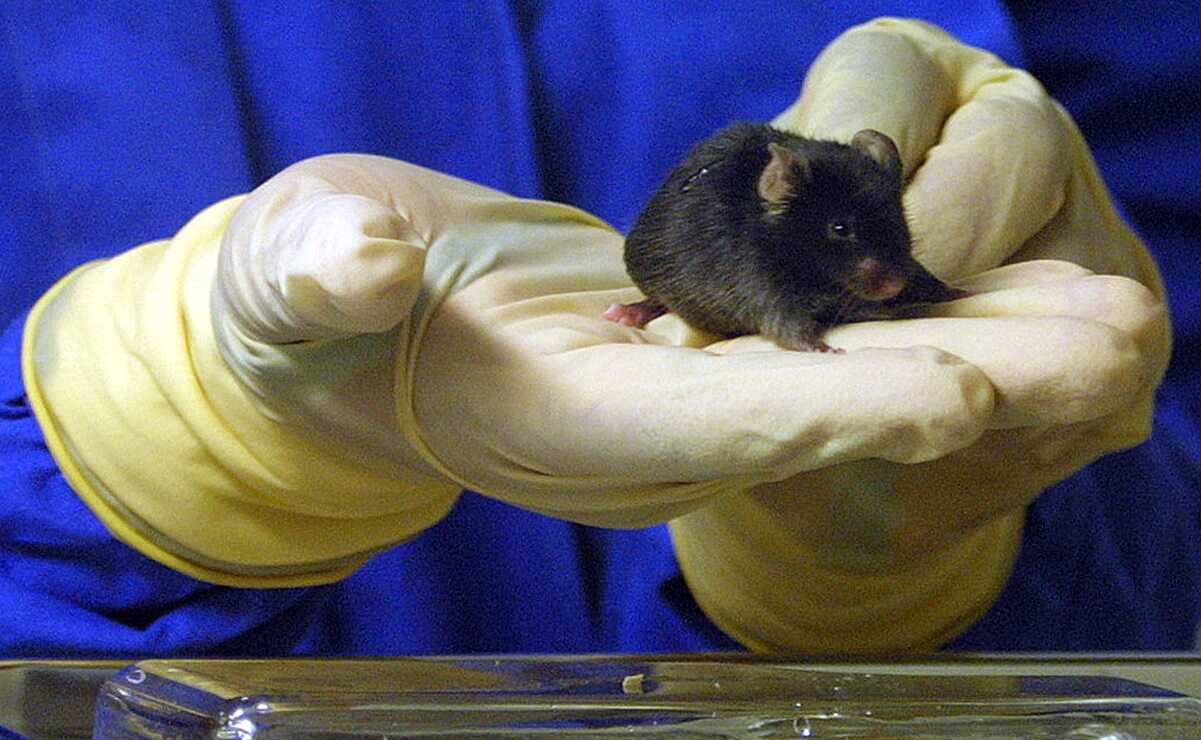 Para revertir el envejecimiento, científicos rejuvenecen células de roedores 
