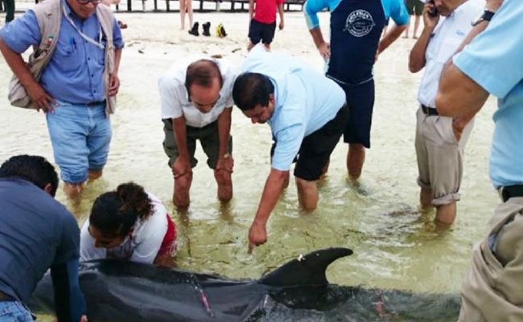 Reportan muerte de delfín rescatado en playa de Cancún