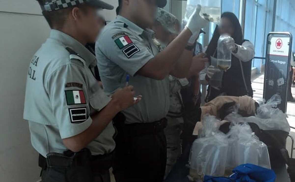 Aseguran pepinos de mar y otras especies en peligro de extinción en aeropuerto de Cancún
