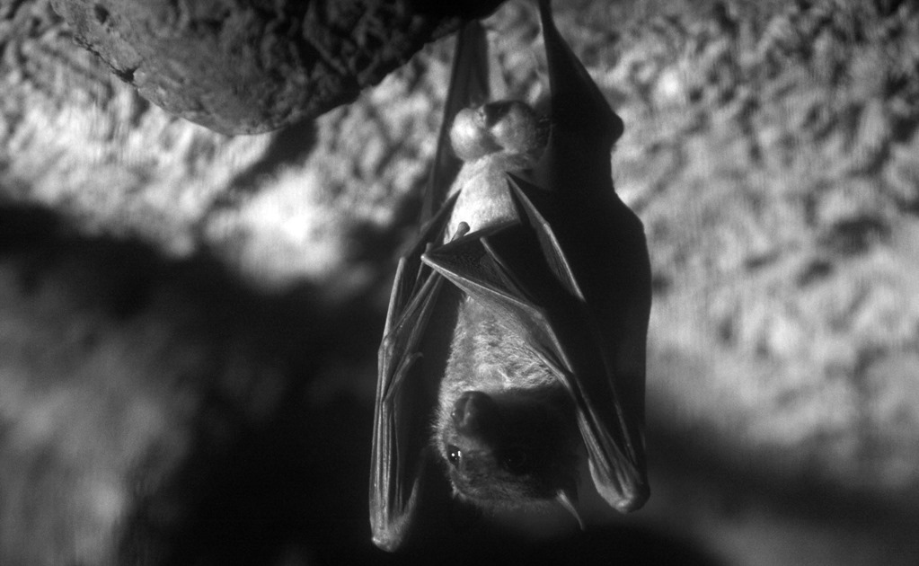 ¿Cuál es la importancia del murciélago en los ecosistemas?