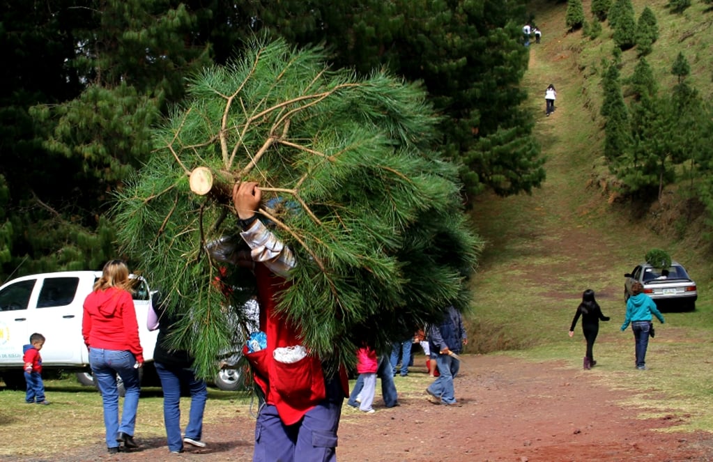Venta de 700 mil árboles de Navidad dejaría una derrama de 350 mdp: Conafor