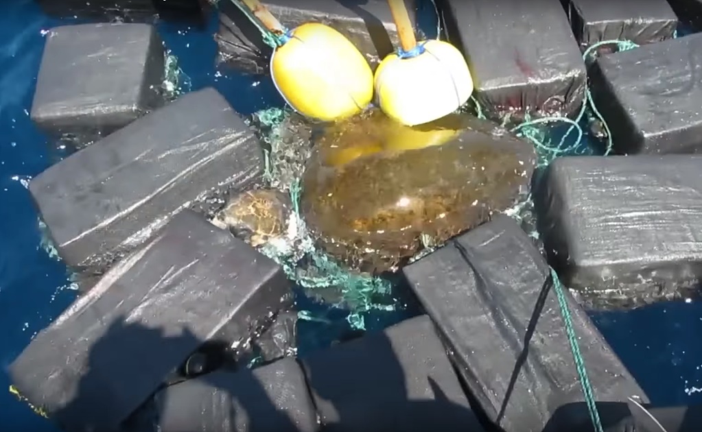 Rescatan a una tortuga marina atrapada entre 800 kilos de cocaína