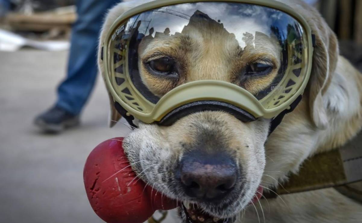 "Buen viaje, querida Frida". Políticos e intelectuales despiden a perrita rescatista 