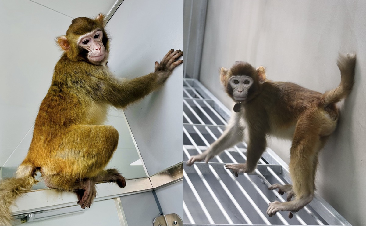 Re-Tro, el primer mono rhesus en ser clonado que sobrevive 