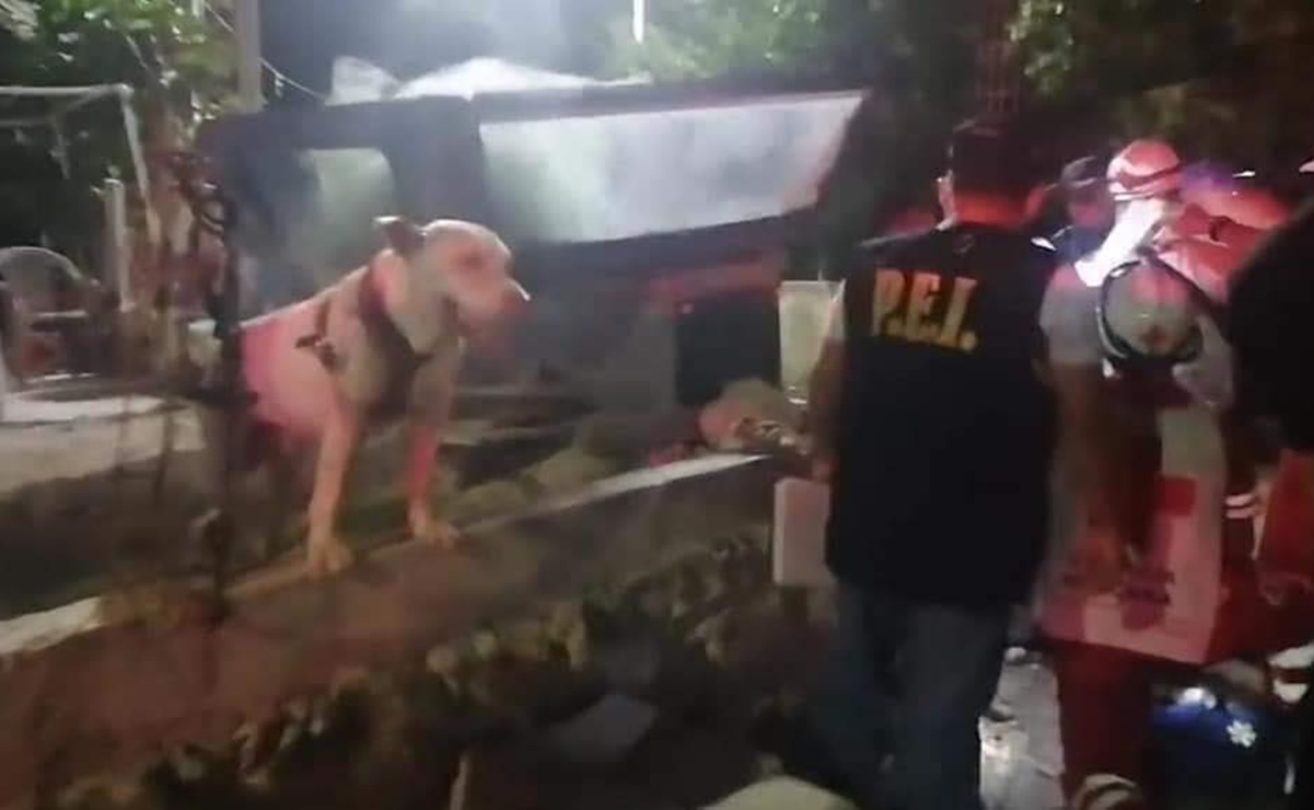 Perro pitbull salva a su dueño de ser apuñalado en Yucatán