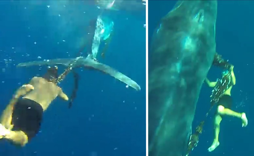 Video. Hombre arriesga su vida para salvar a una ballena