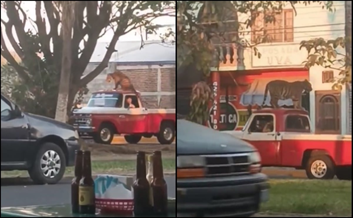 VIDEO: Pasean a tigre de bengala sobre una camioneta en Parácuaro, Michoacán