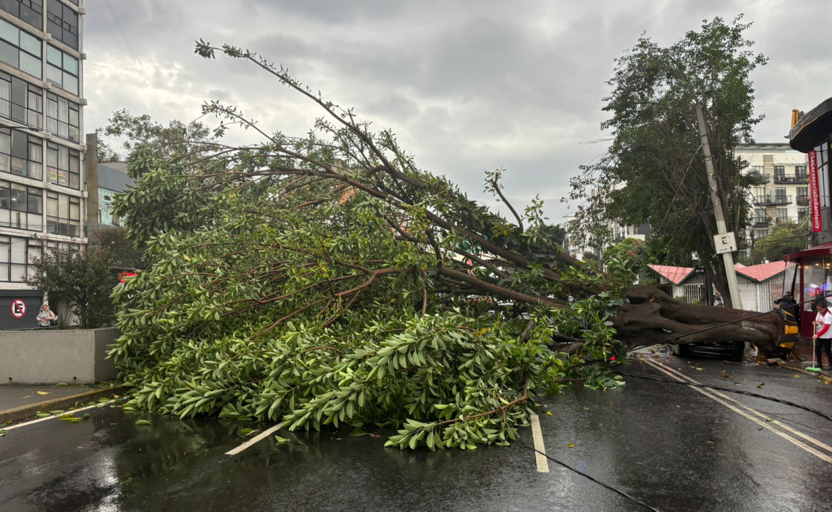 Lluvias y fuertes ráfagas de viento tiran árboles y anuncio vial en varias alcaldías 