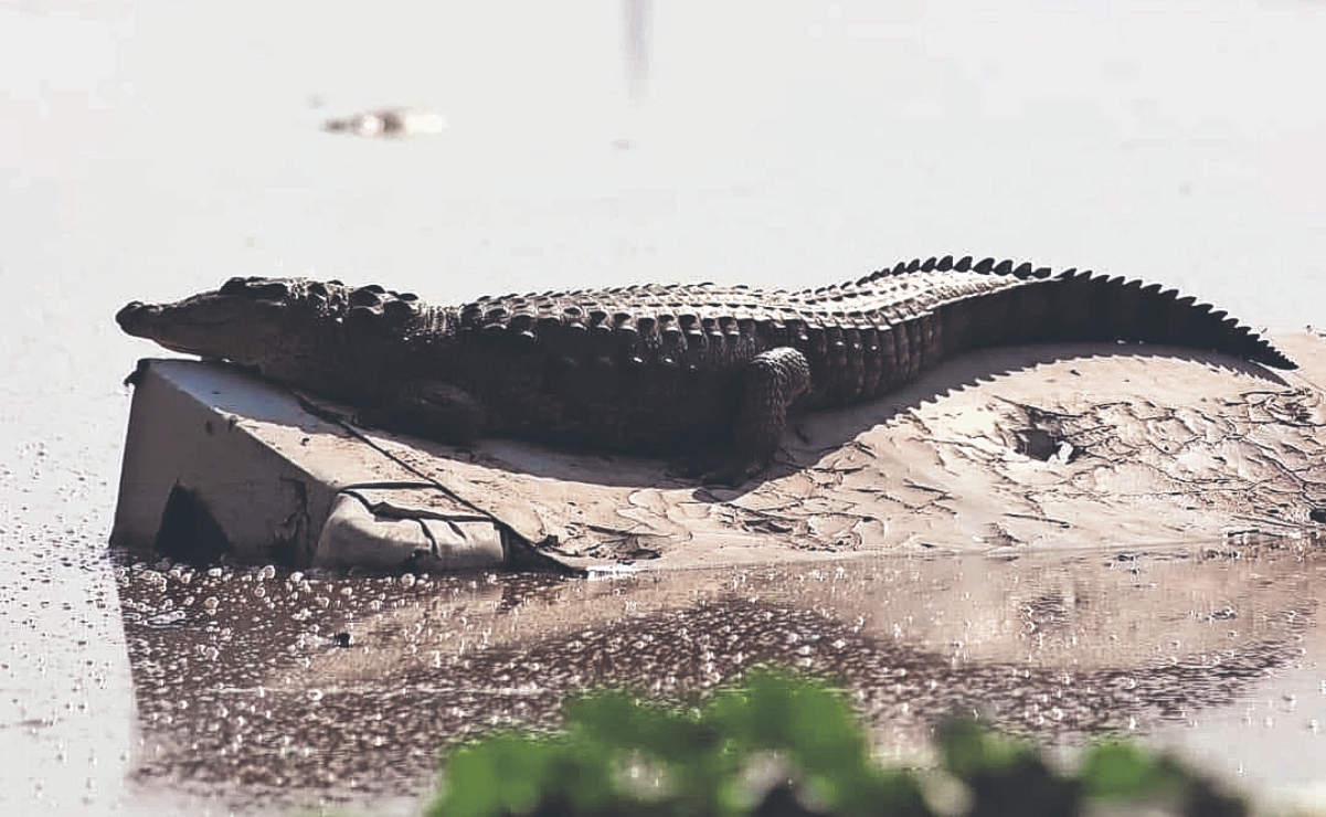 Capturan a cocodrilo en Hidalgo