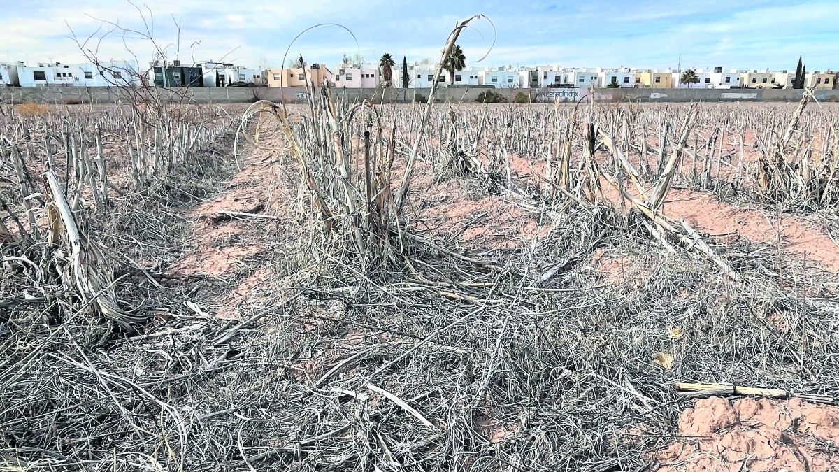 En sequía extrema, tres cuartas partes de Chihuahua