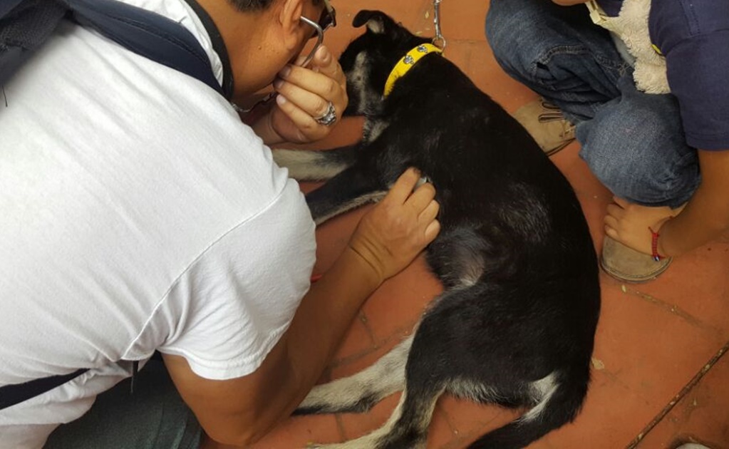 Atienden a perros y gatos en centros de acopio de La Condesa