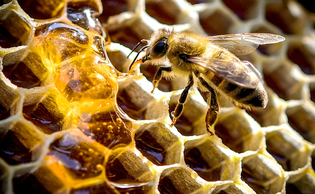 Mexico’s beekeeping industry is at a breaking point