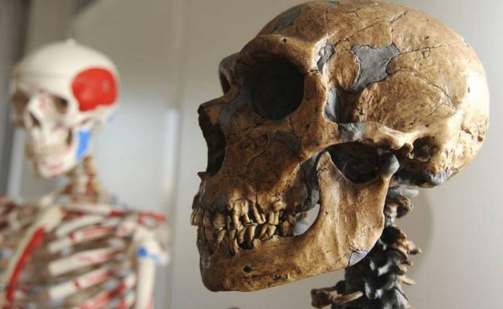 La escasa destreza manual del neandertal limitó su capacidad artesanal