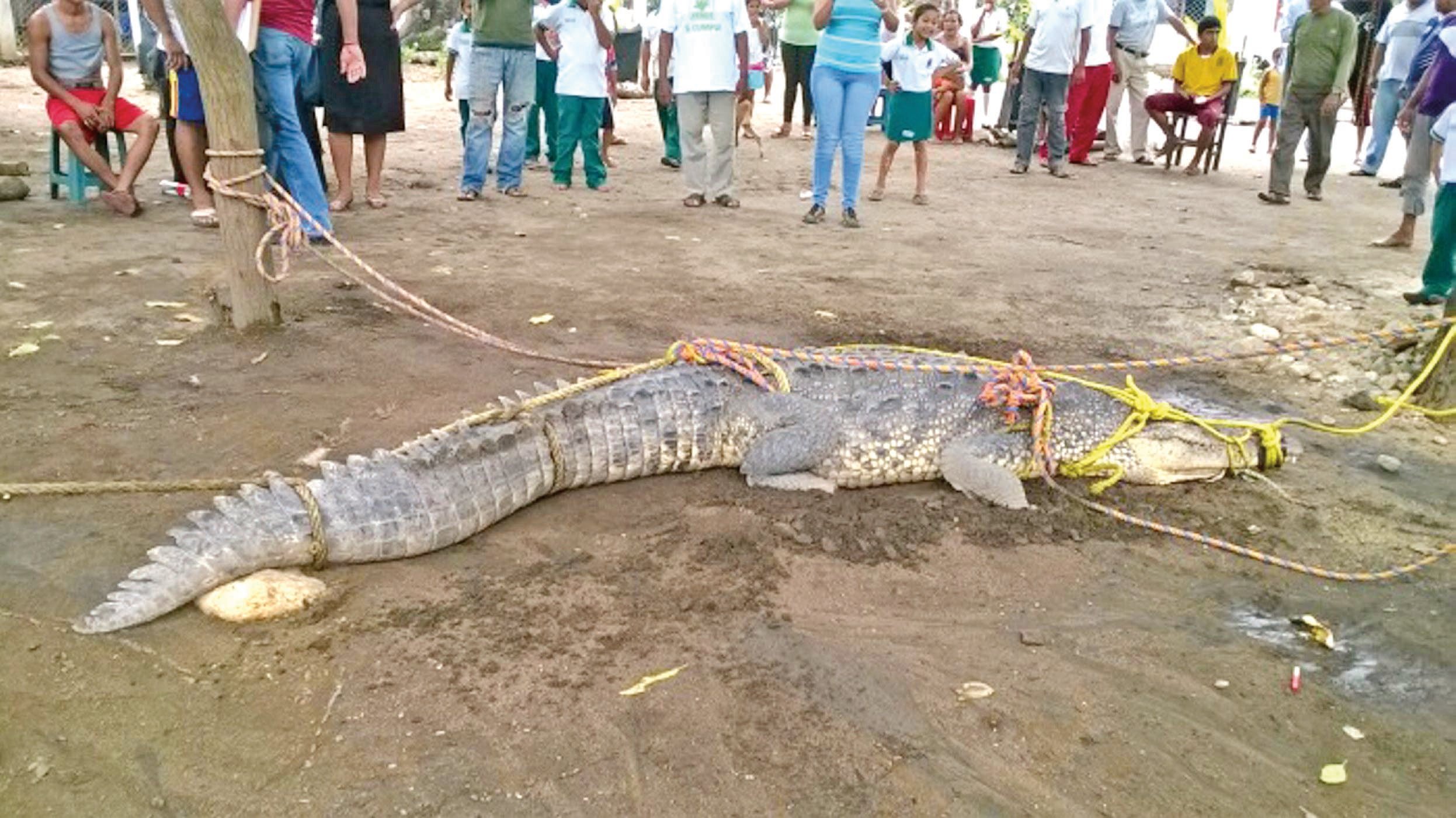 Capturan a cocodrilo y lo reintegran a su hábitat en Tamaulipas