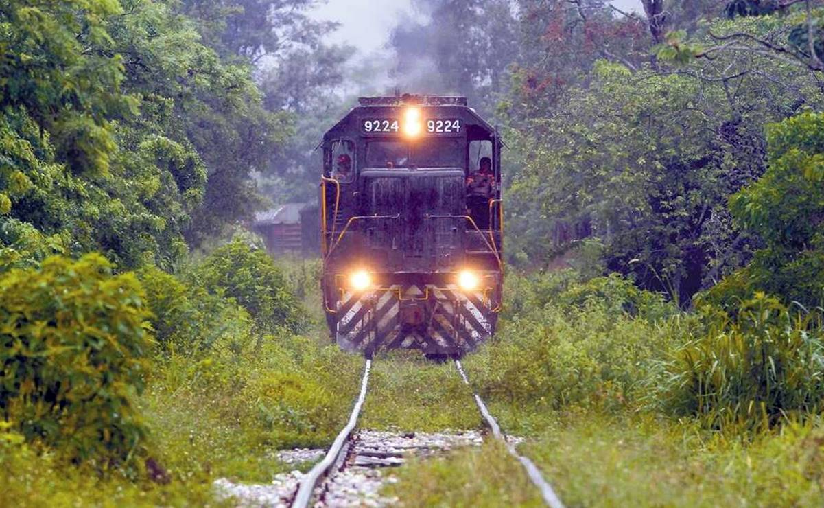 Tren Maya: Conceden suspensión definitiva para frenar desmonte y tala en Tramos 3, 4, 5 Norte y 6