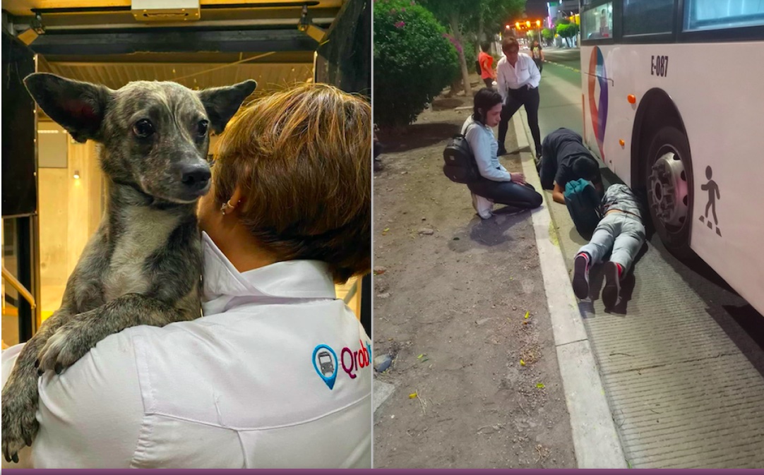 Video. Operadora de Qrobús detiene la unidad para rescatar a lomito