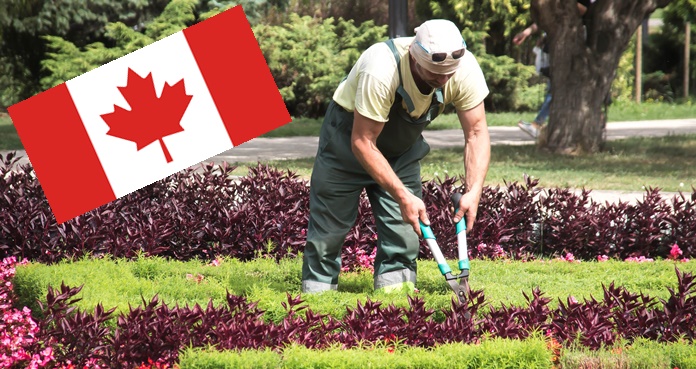  Buscan jardineros mexicanos para trabajar en Canadá; pagan $29,000