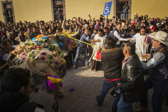 Paseo del Buey, tradición con 282 años de historia 