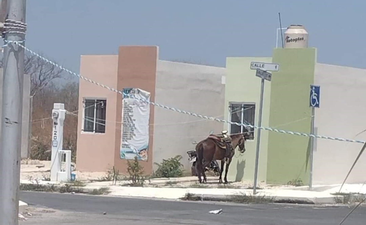 Denuncian crueldad animal en Yucatán; caballo es amarrado bajo los rayos del sol 