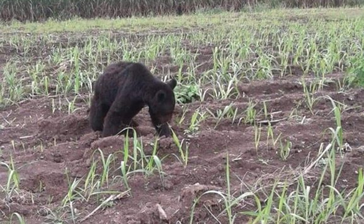 Indigna muerte de oso negro por herida de bala en Tamaulipas 