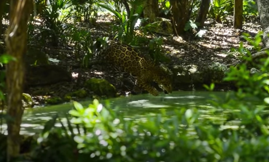 Presentan documental sobre la selva maya en COP21