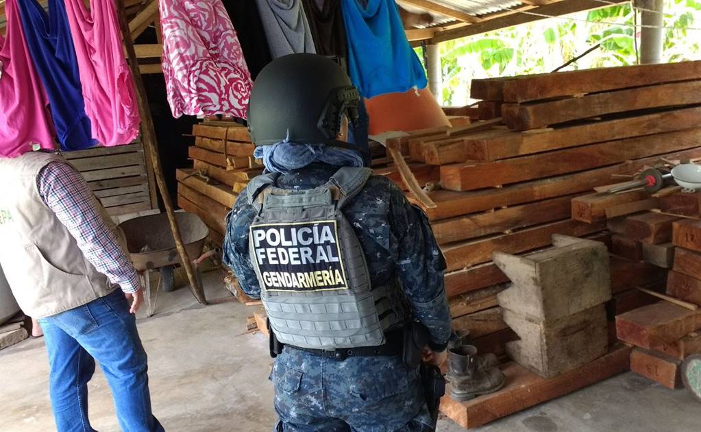 Gendarmería ambiental ha logrado inhibir la tala ilegal en Calakmul