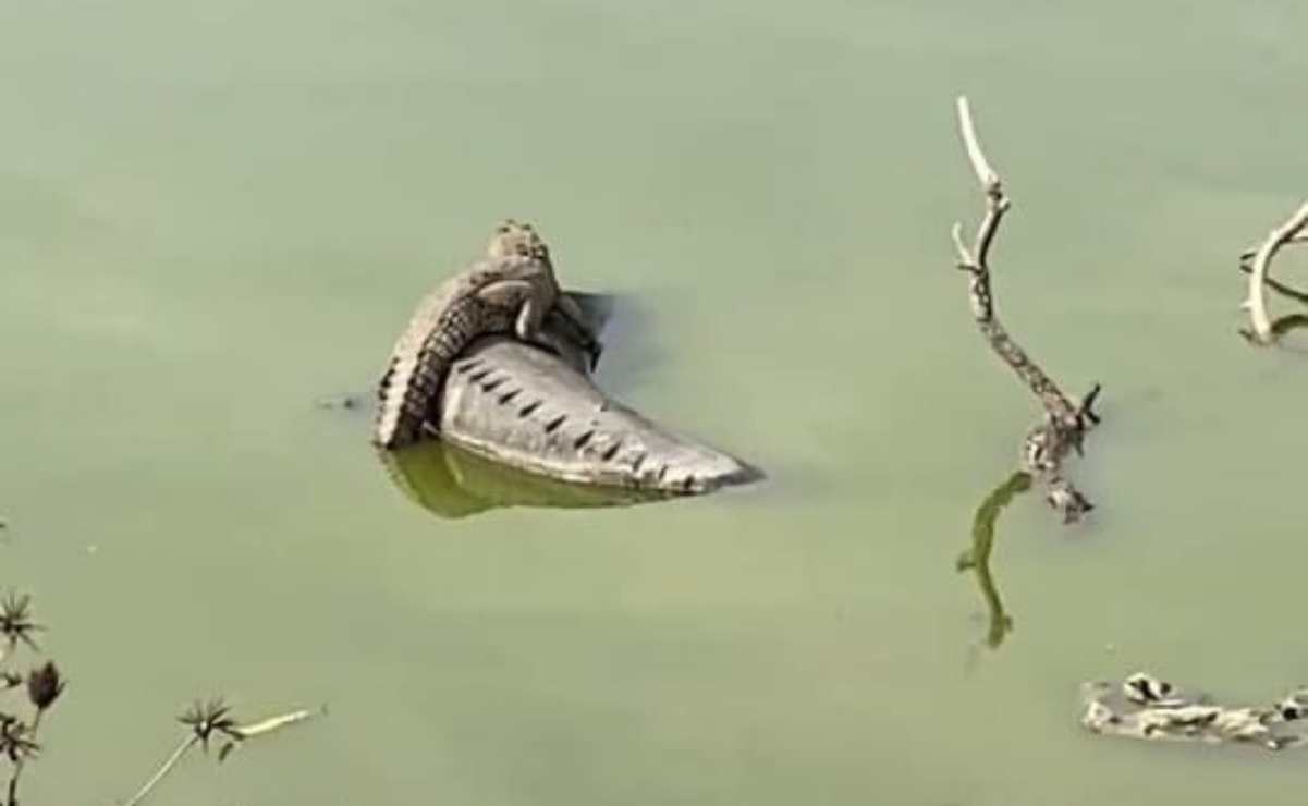 Intensifican búsqueda de cocodrilo en la Laguna La Piedad, tras presunción de que son más de 2 ejemplares