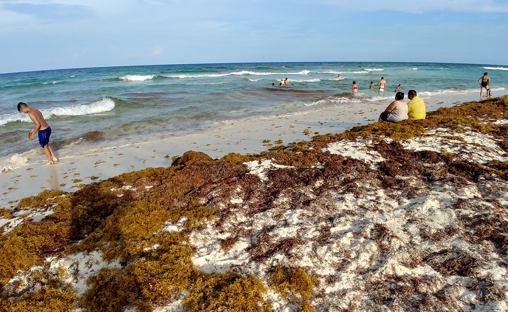 Científicos alertan sobre uso de microorganismos para limpiar playas de Q.Roo