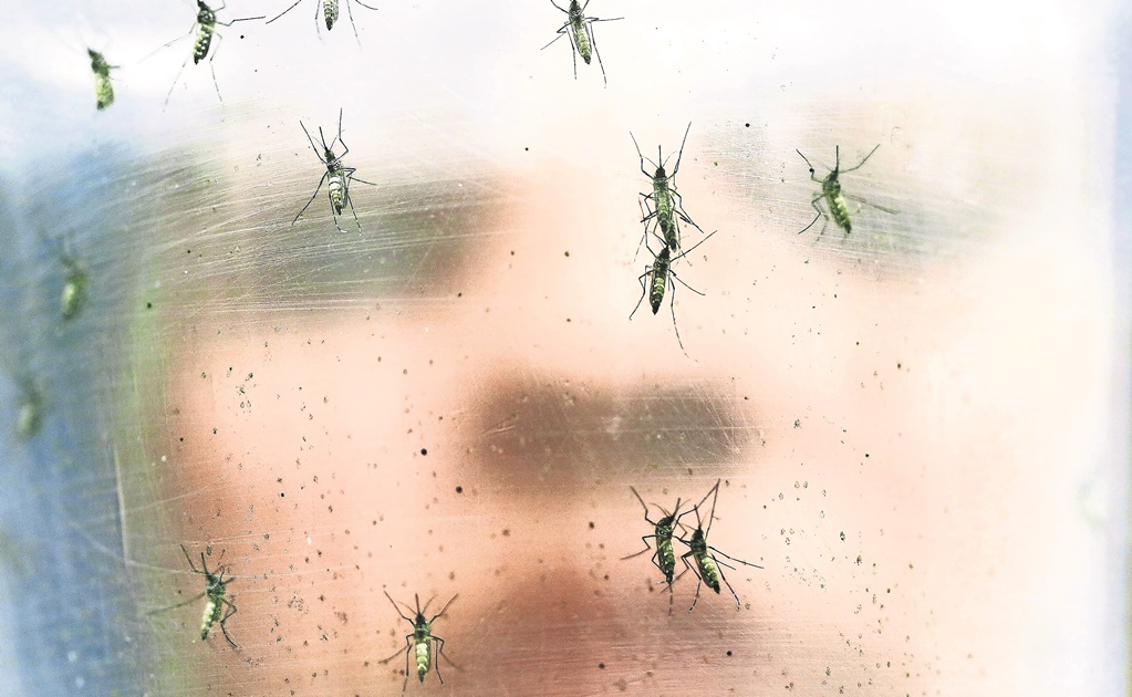 OMS: Cepa del zika que afecta a Sudamérica llega a África