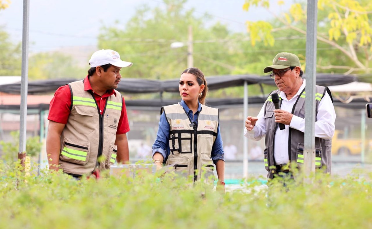 Acapulco florece, anuncian reforestación de más de 25 millones plantas en las zonas afectadas por Otis