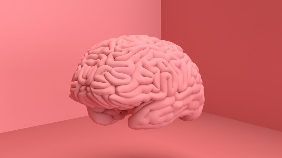 ¿Cómo evolucionó nuestra corteza cerebral? la tecnología lo explica