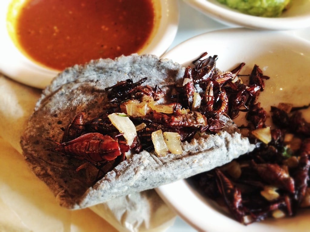Insectos comestibles en la gastronomía mexicana