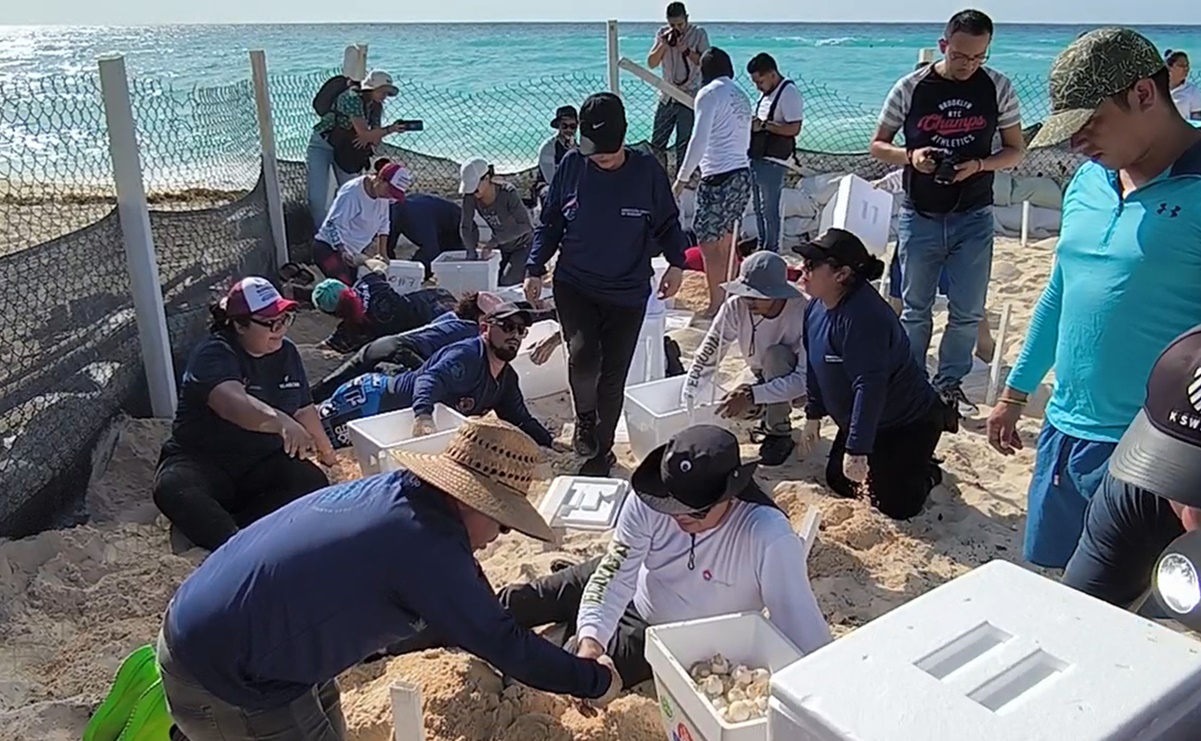 Huracán Beryl: Buscan resguardar más de 105 mil huevos de tortuga marina en playas de Cancún