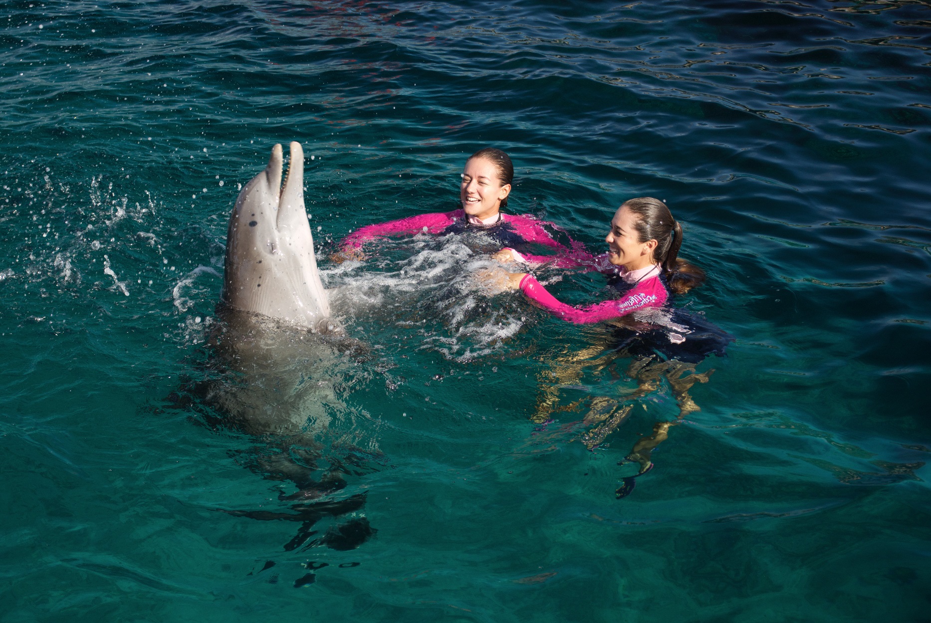 Delfinarios: “son hábitats de conservación”