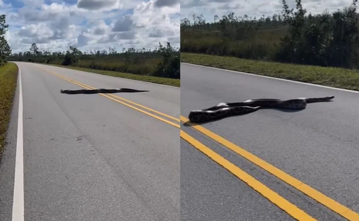 "Quedamos en shock": fotógrafos hallan enorme pitón en plena carretera en Florida