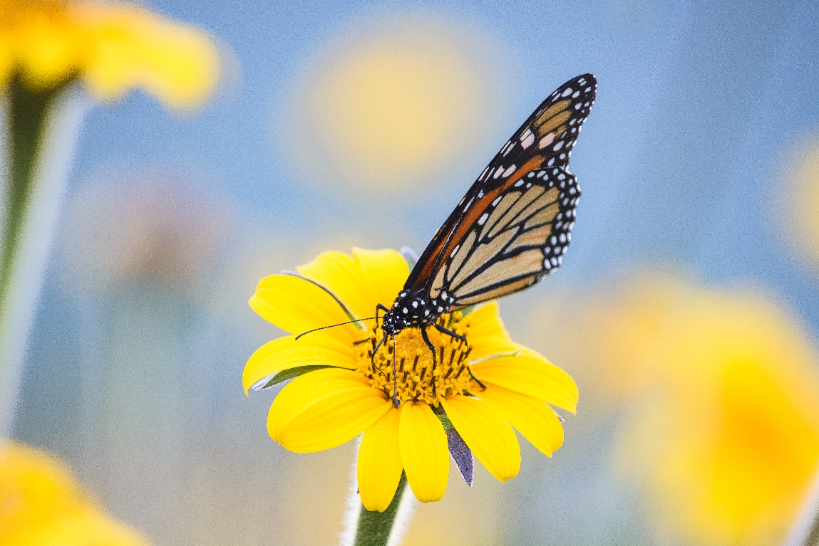 Raising awareness in Tamaulipas on Monarch butterflies