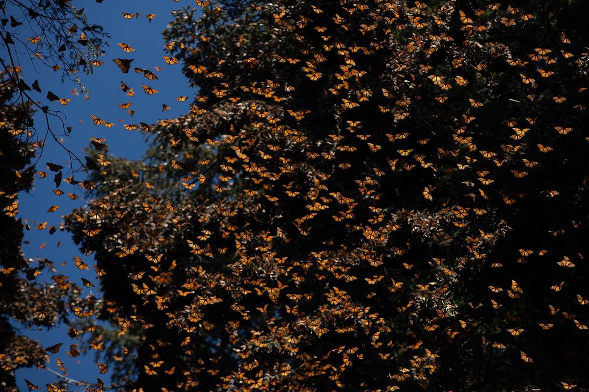 Mariposa monarca: cuándo empieza la temporada