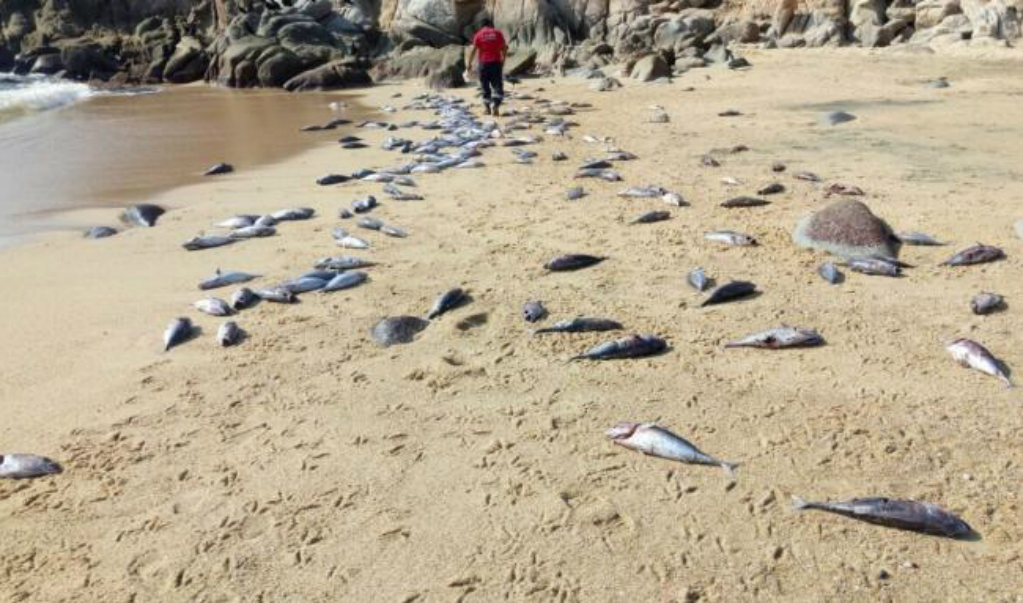 Aparecen peces muertos en playas de Huatulco