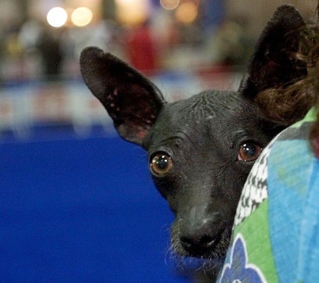 Mexican hairless dog, Xoloitzcuintle, the guide to paradise