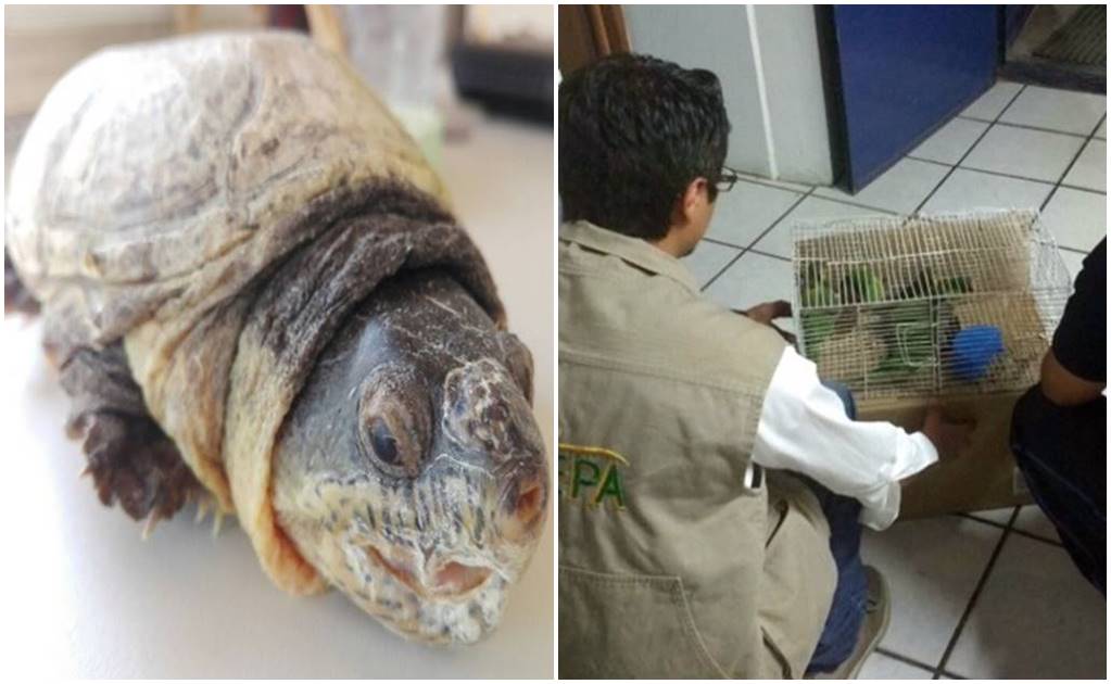 Aseguran 6 tortugas y 10 pericos en paquetería de Jalisco