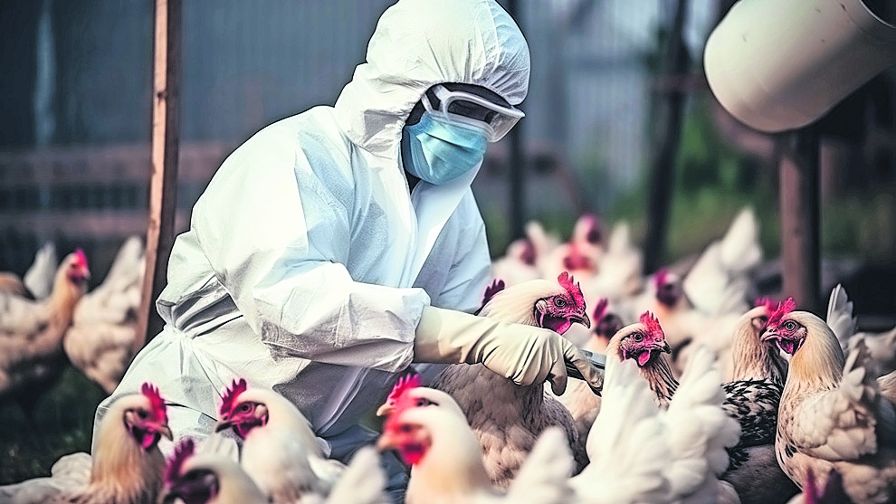 Descartan riesgo de pandemia por gripe aviar H5N1 en EU; "el riesgo a la población en general es bajo"