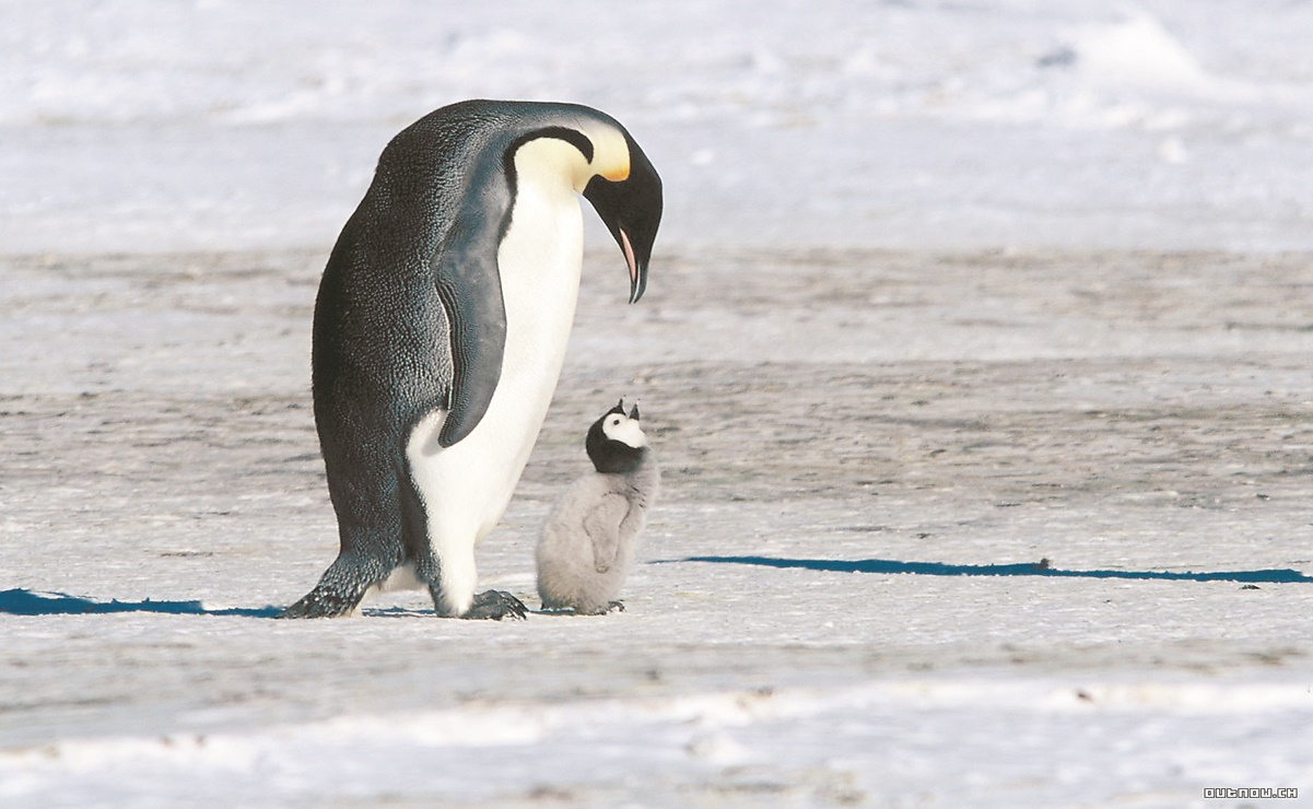Causa preocupación muerte de pingüino tras ingerir cubrebocas N95 en Brasil 