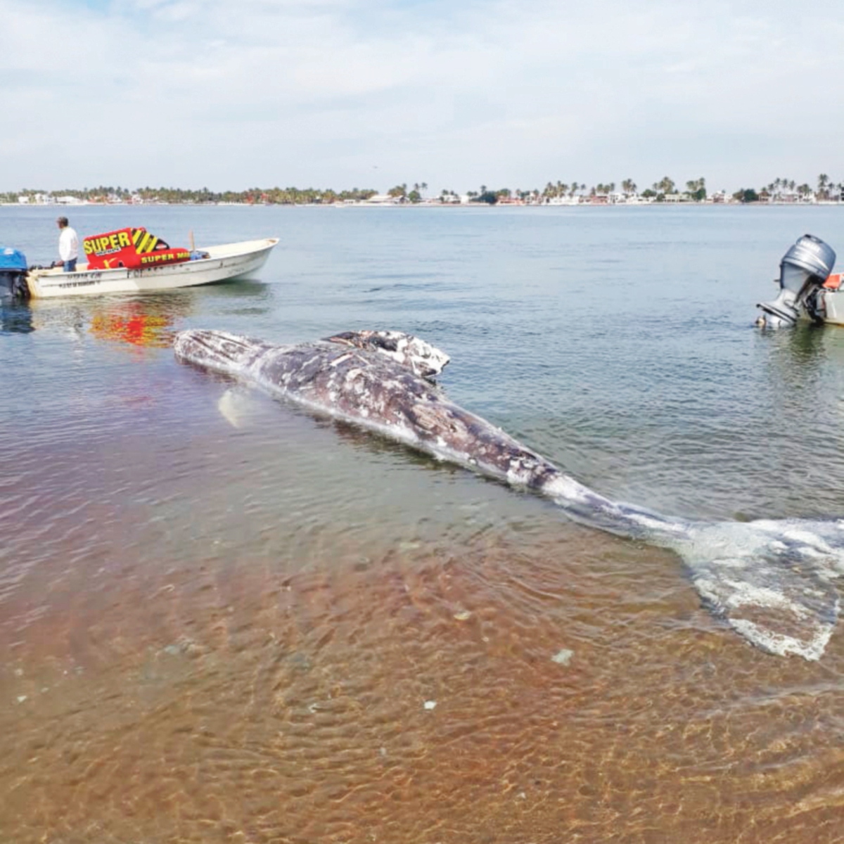 Hallan muerta a ballena en bahía de Altata 
