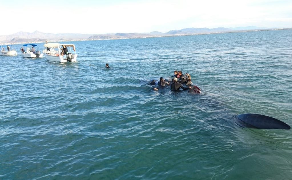 Rescatan a tiburón ballena varado en BCS