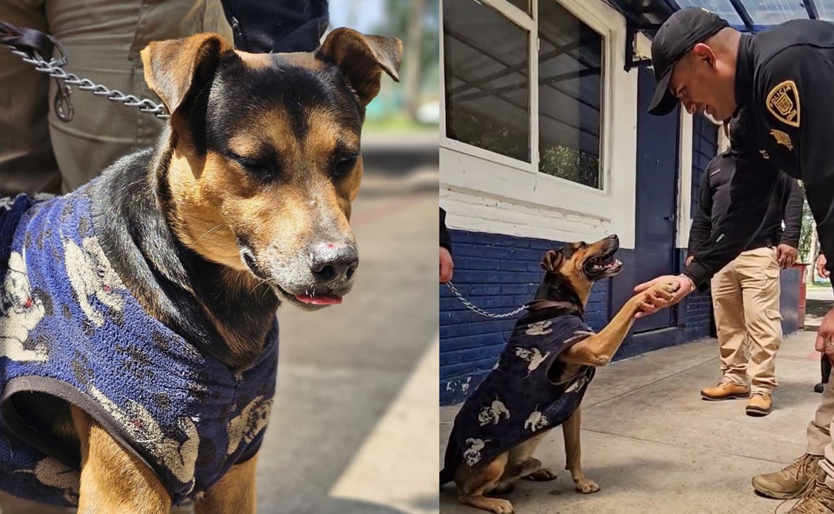 VIDEO: Rescatan a "Cadete", perrito de la calle que se robó la atención en el Desfile Militar